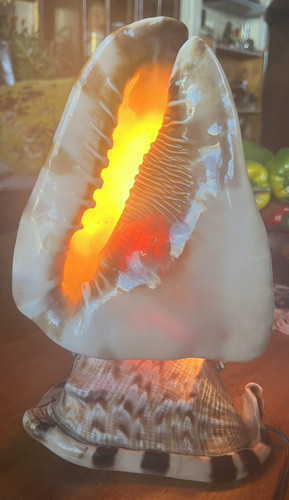 Conch sea shell table - , lamp