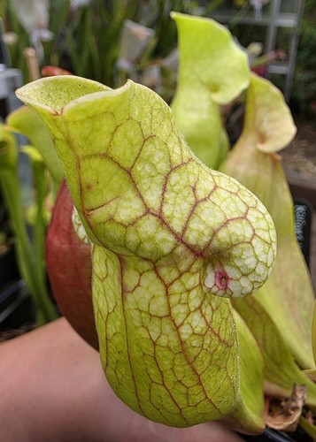 Potted sarracenia - potted, "sarracenia