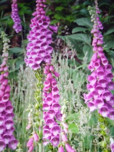 Wild flower foxglove - . ,