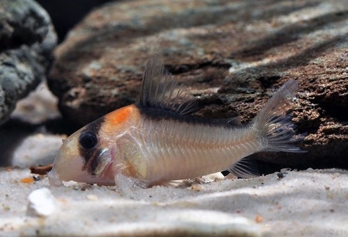 Adolfoi corydoras - 6, /