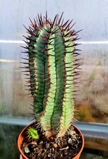 Euphorbia Horrida | cactus