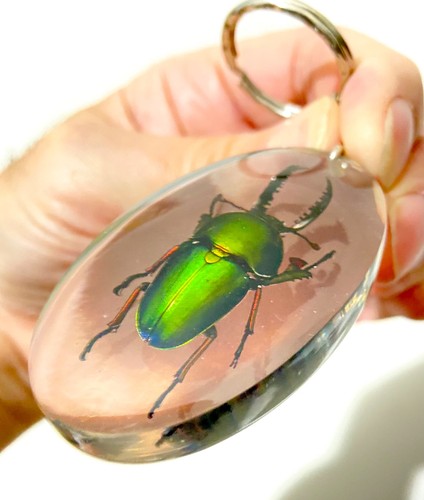 Insect resin saw tooth - insect,