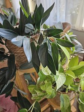 TRAILING/HANGING PLANTS MIX CUTTINGS 3 UNROOTED/ROOTED/2-3 LEAVES