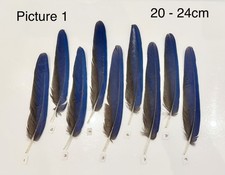 Parrot Macaw Feather Crafts