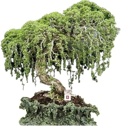 Australian willow bonsai trees - bonsai,