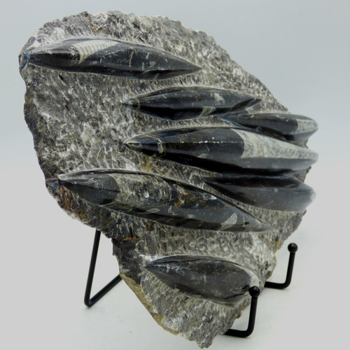 Fossil carved polished - carved,
