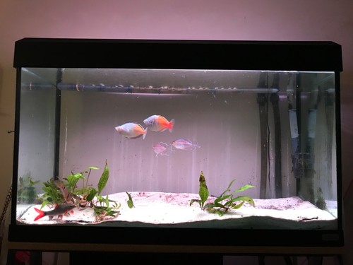 Fluval 112l aquarium including - fluval,