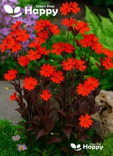 Lychnis Flower Arkwright S Campion - 250 Seeds - Lychnis Arkwrightii Vesuvius