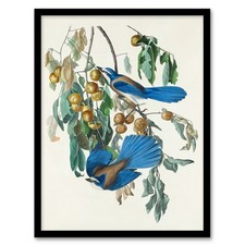 John James Audubon Framed Wall