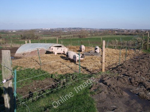 Photo 6x4 pigs chilton - 6x4,