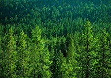 386702 Pine Forest in Yosemite