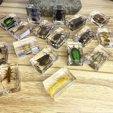Small real bugs insects - real,