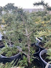 Atlas Cedar Tree - Cedrus