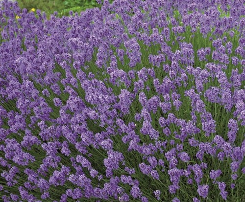 Lavender english hidcote - lavender,
