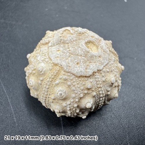 Cidoris echinoid fossil sea - cidoris,