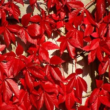 LARGE Virginia Creeper Vine Red 1-2 FEET Boston Ivy Garden Plant Climbing
