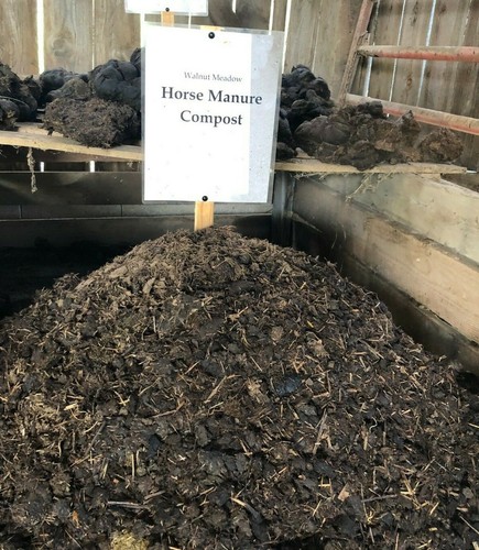 Walnut meadow horse - walnut, manure