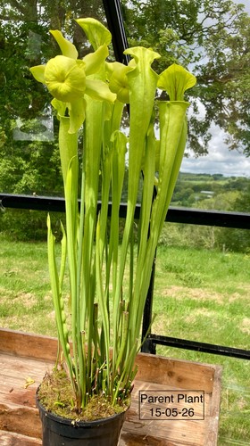 Seedlings from sarracenia - seedlings,