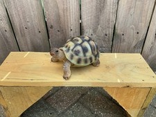 TORTOISE Garden Ornament