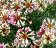 Coreopsis Incredible Sea