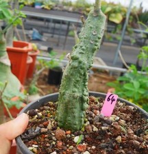 Adenia firingalavensis WYSIWYG