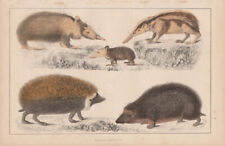 1847 Antique Hand Coloured Print of Tenrec, Tendrac, White-fronted Hedgehog 