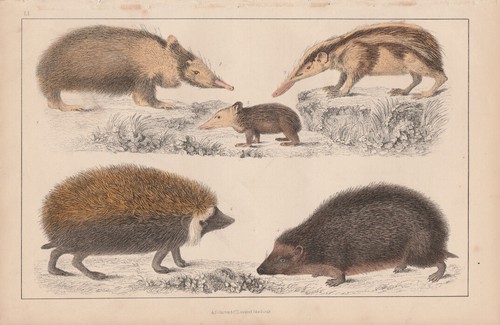 1847 antique hand coloured - antique,