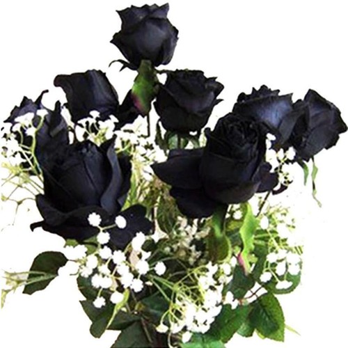100 exotic rare black rose - exotic,