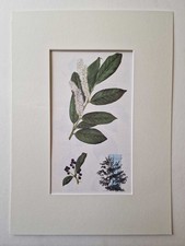 MATOUSOVA Cherry Laurel -