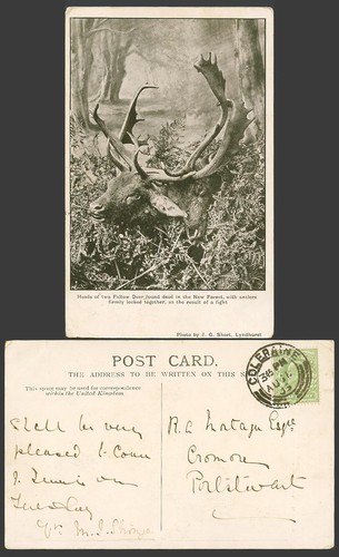 Heads fallow deer - heads, of