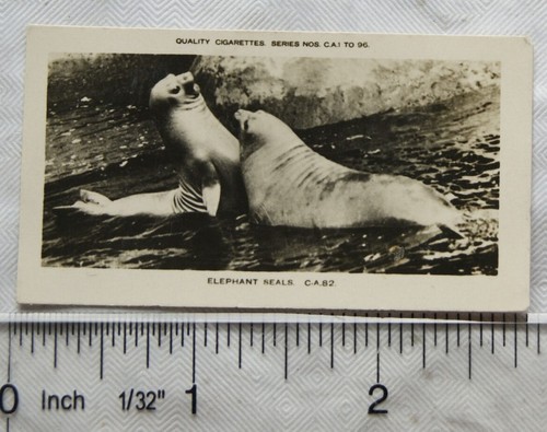 1926 pattreiouex real - 1926,