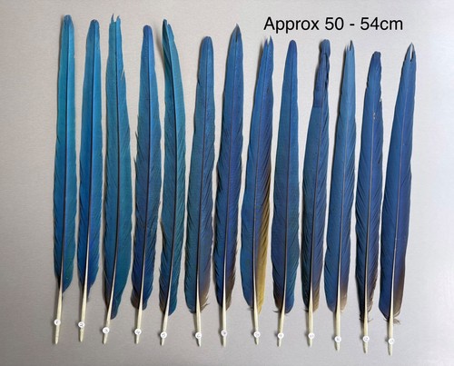 Parrot macaw feather crafts - feather,