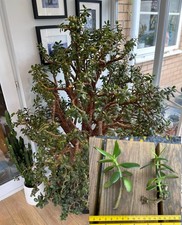 Giant Jade plant (Money Plant)
