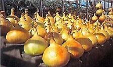 Exhibition Vegetable - Robinsons Mammoth Onion Improved - 100 Graded Seeds