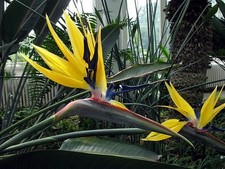 Strelitzia reginae Mandela's