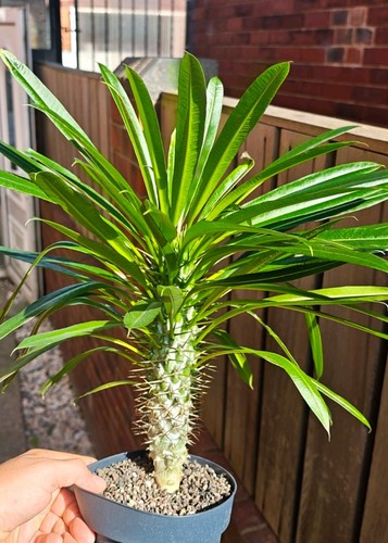 Pachypodium lamerei - pachypodium, /