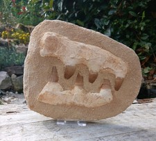 Fossil Mosasaur Jaw Dinosaur Teeth double composite 