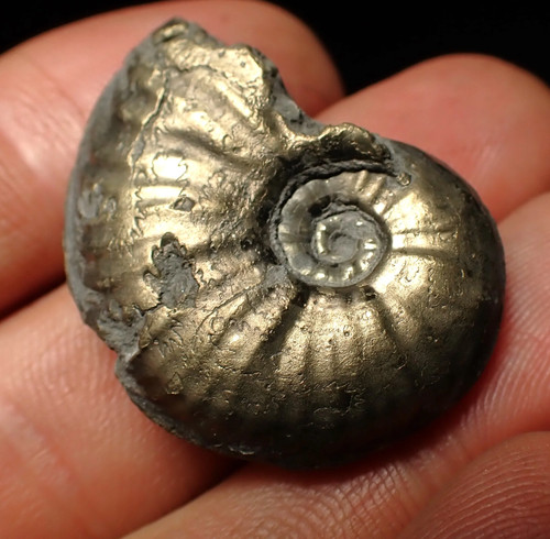 High quality gleviceras pyrite - high-quality,