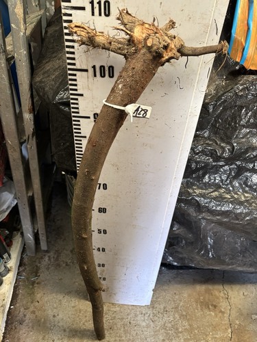 Blackthorn shank walking stick - walking,
