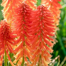 Kniphofia Poco Sunset - Dwarf