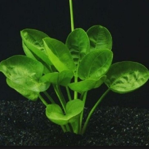 Amazon sword tropical - amazon,
