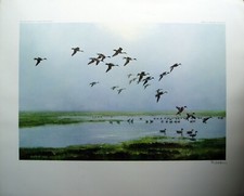 Peter scott pintails - pintails, a