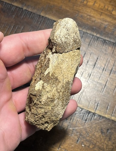 Dinosaur spike horn hell - dinosaur,