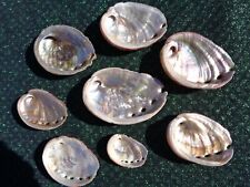10 X PINK ABALONE SEA SHELLS