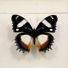 Hypolimnas dexithea Set