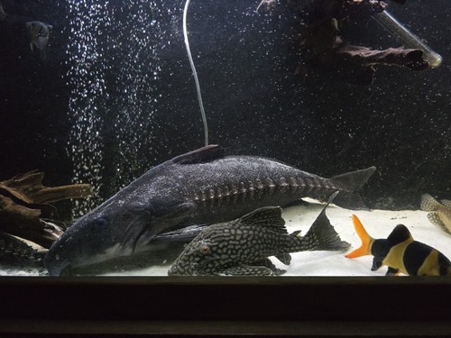Oxydoras niger ripsaw catfish - oxydoras,