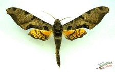 Protambulyx Eurycles Hawk Moth