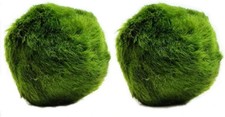 Large marimo moss balls - 2,