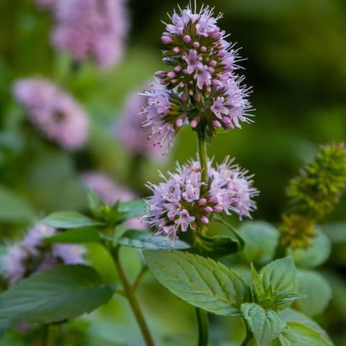 Native water mint - native, (mentha