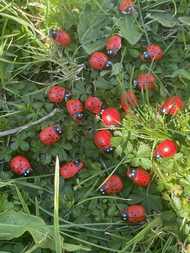 Ladybird mini fairy garden - ladybird,